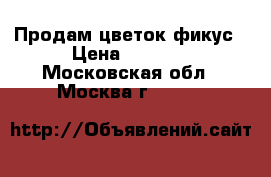 Продам цветок фикус › Цена ­ 2 000 - Московская обл., Москва г.  »    